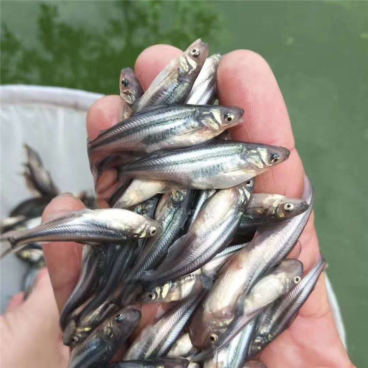 巴沙魚苗怎么養？