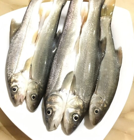 云南名產——大理裂腹魚