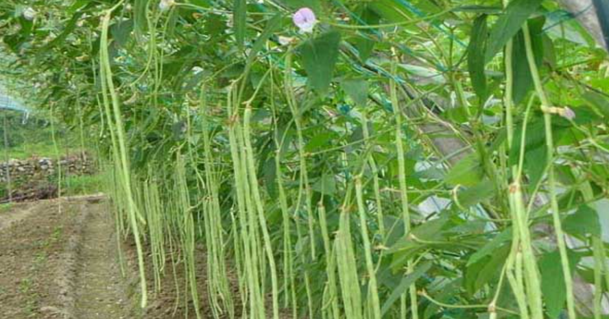 豇豆高產種植管理要點