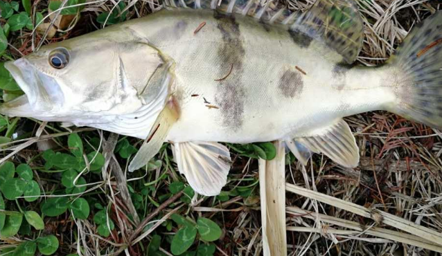 桂魚一般用什么餌料？常見釣法有哪些？