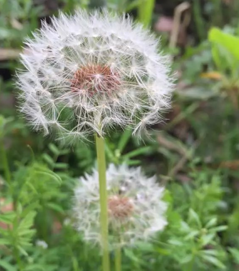 可以喂豬的三種野草一定要知道