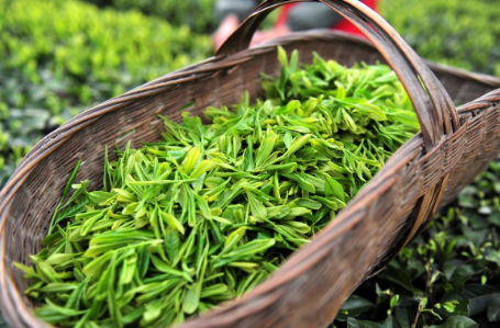 茶葉用作養豬有大用處