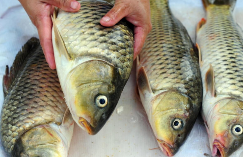 二兩的鯉魚長到3斤要幾年