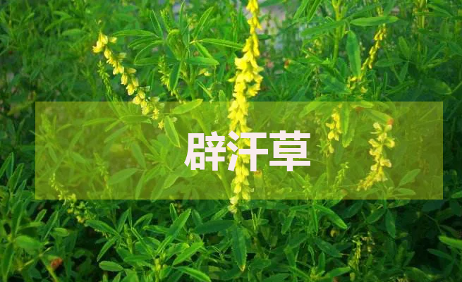 辟汗草