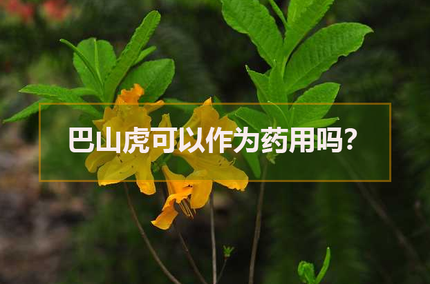 巴山虎可以作為藥用嗎？