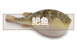 <strong>鲃魚</strong>