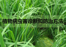 <strong>植物病蟲害診斷和防治方法</strong>