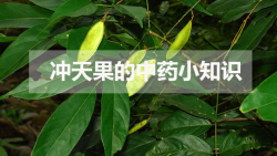 <strong>沖天果的中藥小知識</strong>