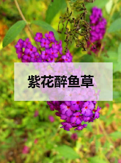 紫花醉魚草