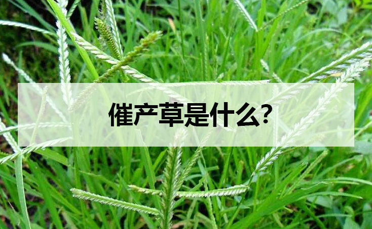 催產草是什么？