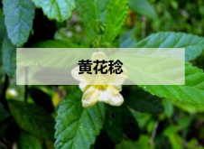 <strong>黃花稔</strong>