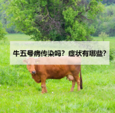 <strong>牛五號(hào)病傳染嗎？癥狀有哪些？</strong>