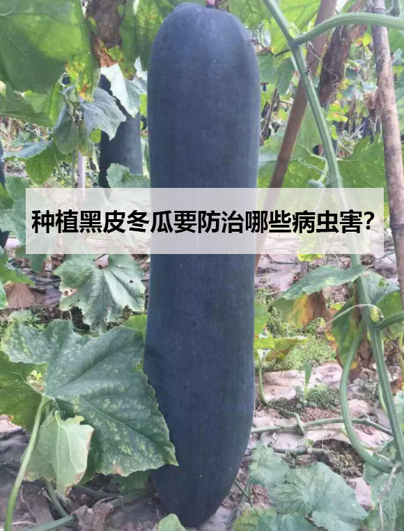 種植黑皮冬瓜要防治哪些病蟲害？