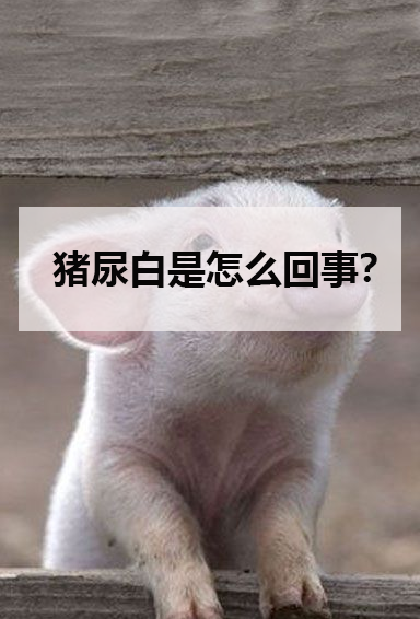 豬尿白是怎么回事？