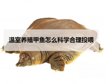 <strong>溫室養殖甲魚怎么科學合理投喂</strong>