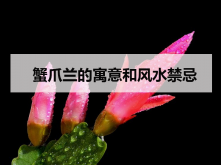 <strong>蟹爪蘭的寓意和風水禁忌</strong>