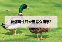 <strong>鴨病毒性肝炎是怎么回事？</strong>