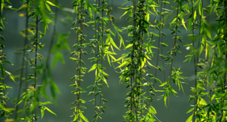 它的花語是：深深的思念。 有一種遇見，一眼凝眸，便是永恒