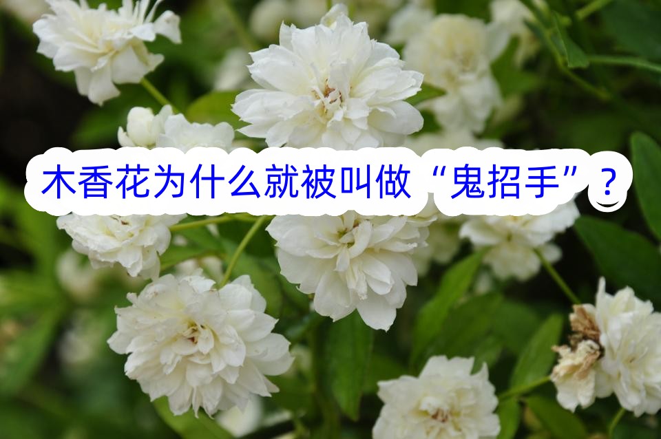 木香花為什么就被叫做“鬼招手”？