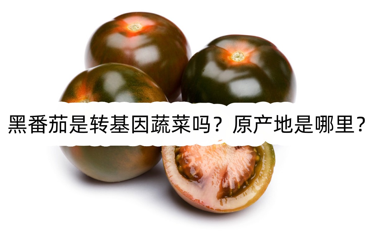 黑番茄是轉(zhuǎn)基因蔬菜嗎？原產(chǎn)地是哪里？