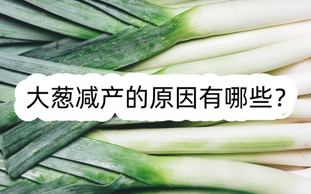 大蔥減產(chǎn)的原因有哪些？