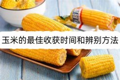 <strong>玉米的最佳收獲時間和辨別方法</strong>