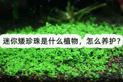 <strong>迷你矮珍珠是什么植物，怎么養護？</strong>