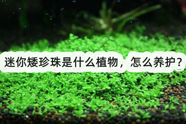 迷你矮珍珠是什么植物，怎么養(yǎng)護？