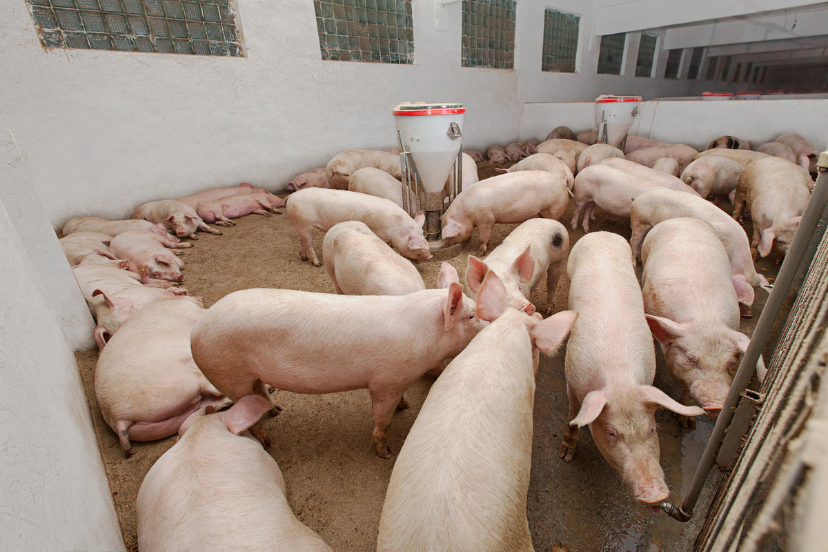 豬場飼養密度的重要性及密度多少合適？