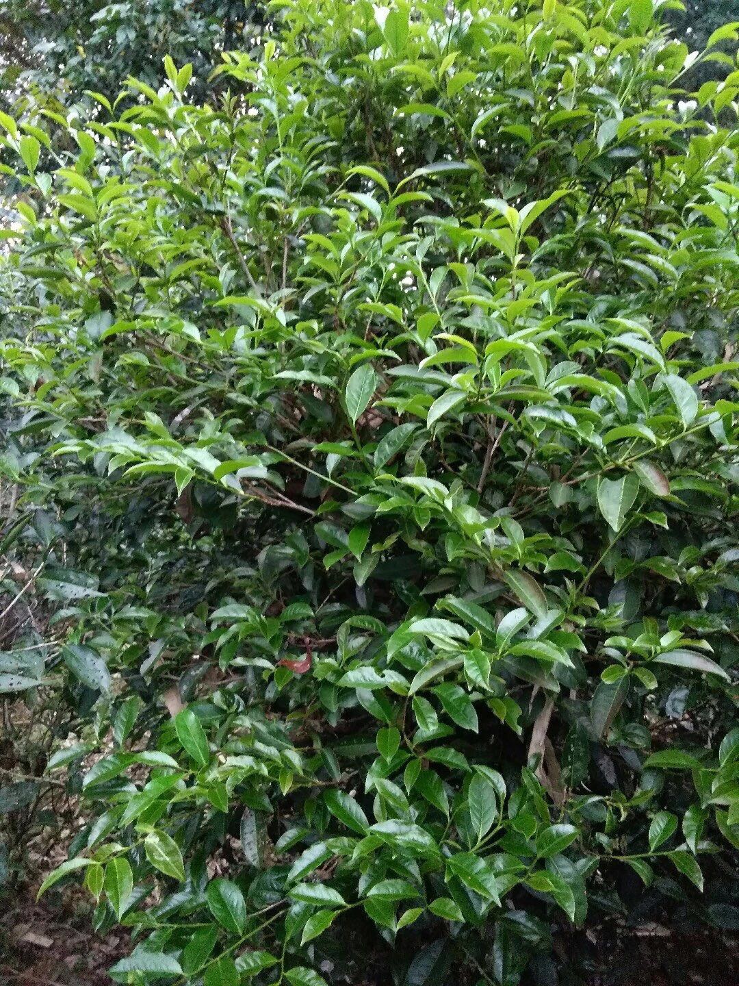 茶樹土壤和茶樹管理有多重要？