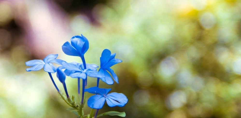 最適合夏天養(yǎng)的6種藍(lán)色系的花