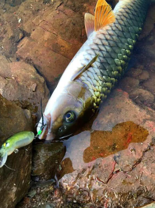 如何有效辨認青、草、鰱、鳙、鯉、鯽等魚？