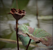 <strong>殘荷是荷花嗎？殘荷的寓意和生長環(huán)境 - 花卉知識科普</strong>