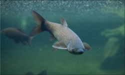 <strong>草魚肝膽綜合癥引起大量死魚頻繁發生，該如何防治？ - 發財農</strong>