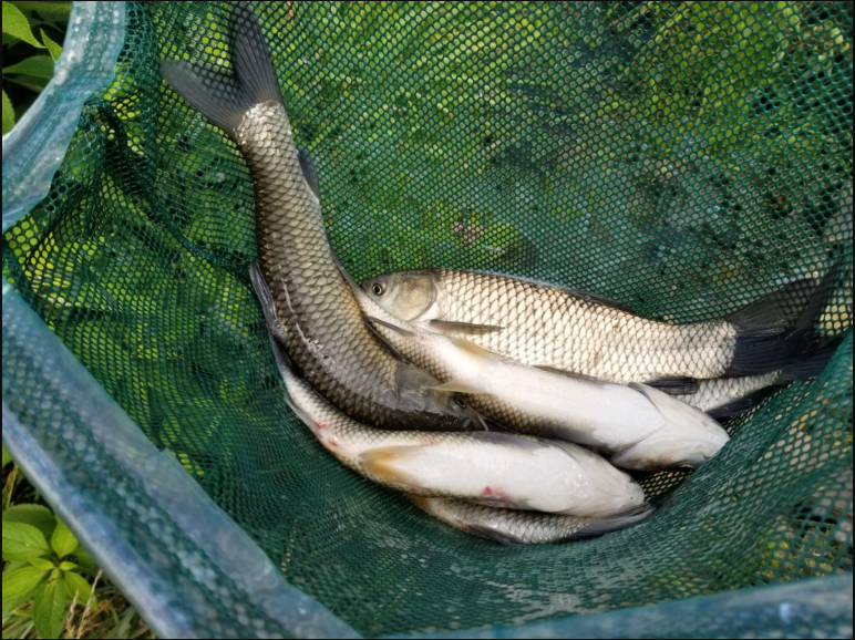 導致草魚患肝膽綜合癥的原因有哪些? - 漁業草魚養殖技術