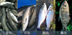 <strong>四大家魚都有什么魚？怎樣合理喂養(yǎng)四大家魚呢 - 發(fā)財(cái)農(nóng)業(yè)網(wǎng)魚</strong>