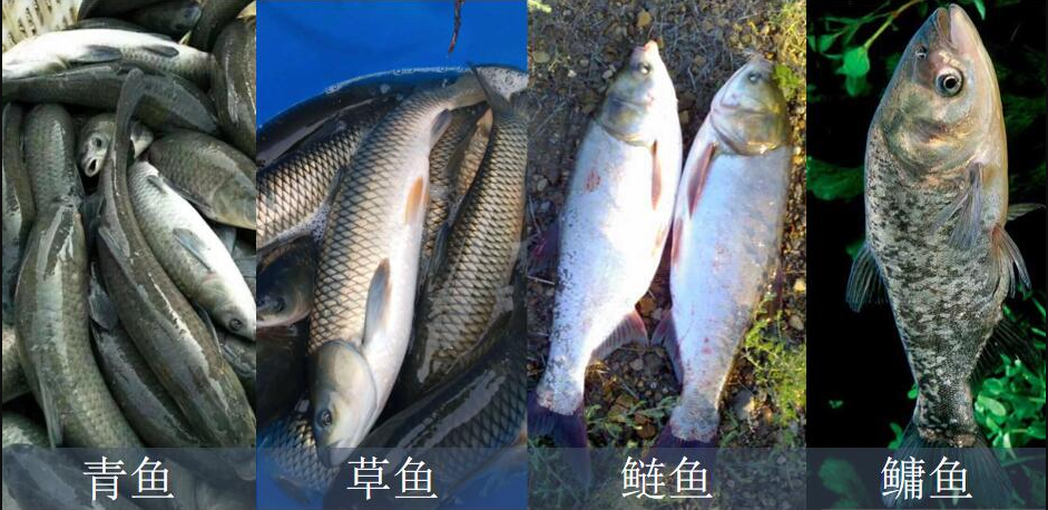 四大家魚(yú)都有什么魚(yú)？怎樣合理喂養(yǎng)四大家魚(yú)呢 - 魚(yú)類(lèi)養(yǎng)殖重點(diǎn)