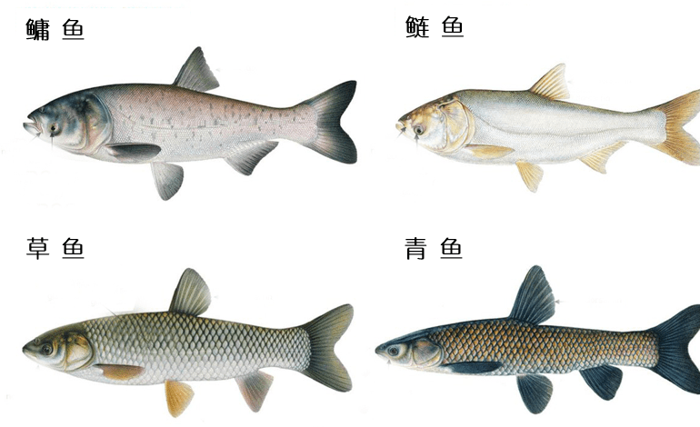 四大家魚(yú)都有什么魚(yú)？怎樣合理喂養(yǎng)四大家魚(yú)呢 - 魚(yú)類(lèi)養(yǎng)殖重點(diǎn)