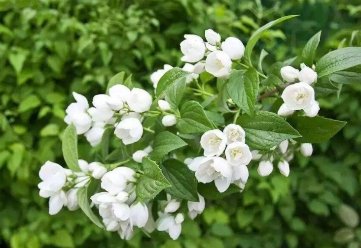 茉莉花白絹病的病癥特點及危害？