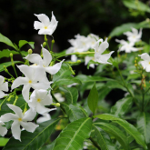 <b>養的茉莉為什么開出了紫色花？</b>