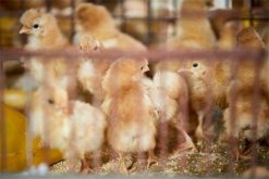 籠育雛雞的飼養管理：溫度、飲水與喂食的處理注意事項