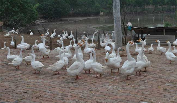 皖西白鵝養(yǎng)殖場地如何選擇 白鵝養(yǎng)殖場如何飼養(yǎng)與管理？