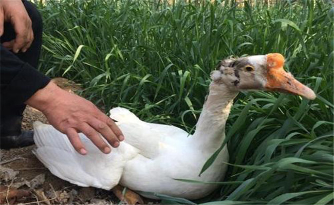 抱窩母鵝如何飼喂才好？抱窩完畢母鵝的飼養管理方法