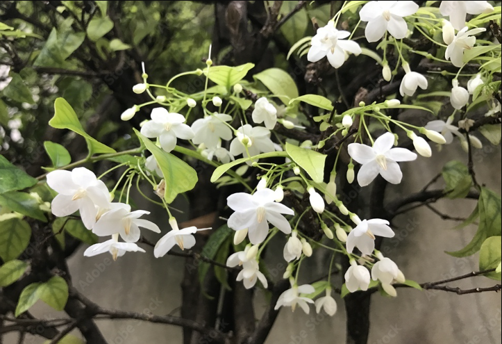 水梅花花苞打不開花骨朵掉落是什么原因？- 水梅花培育技術