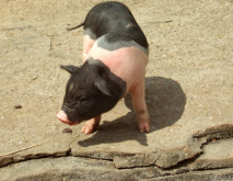 <strong>香豬的特點和飼養要點有哪些？</strong>