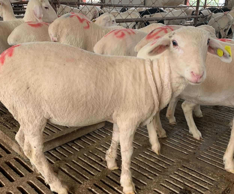 怎樣飼養懷孕母羊