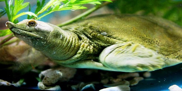 家養甲魚的飼養方法