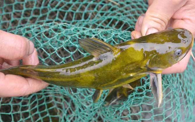 黃顙魚飼養技術