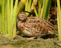 <strong>魚肝油在鵪鶉養(yǎng)殖中的有哪些好處？</strong>