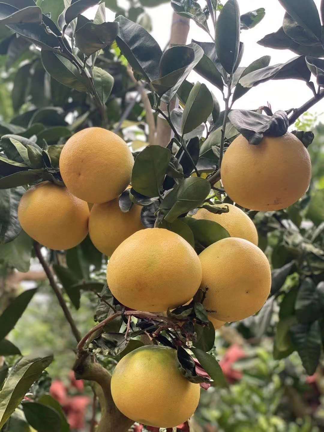 葡萄柚的種植技術